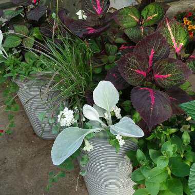 Senecio candicans 'Angel Wings'