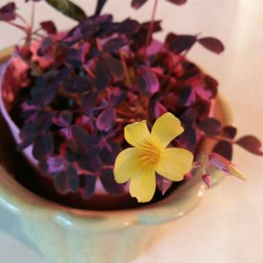 Oxalis 'Plum Crazy'