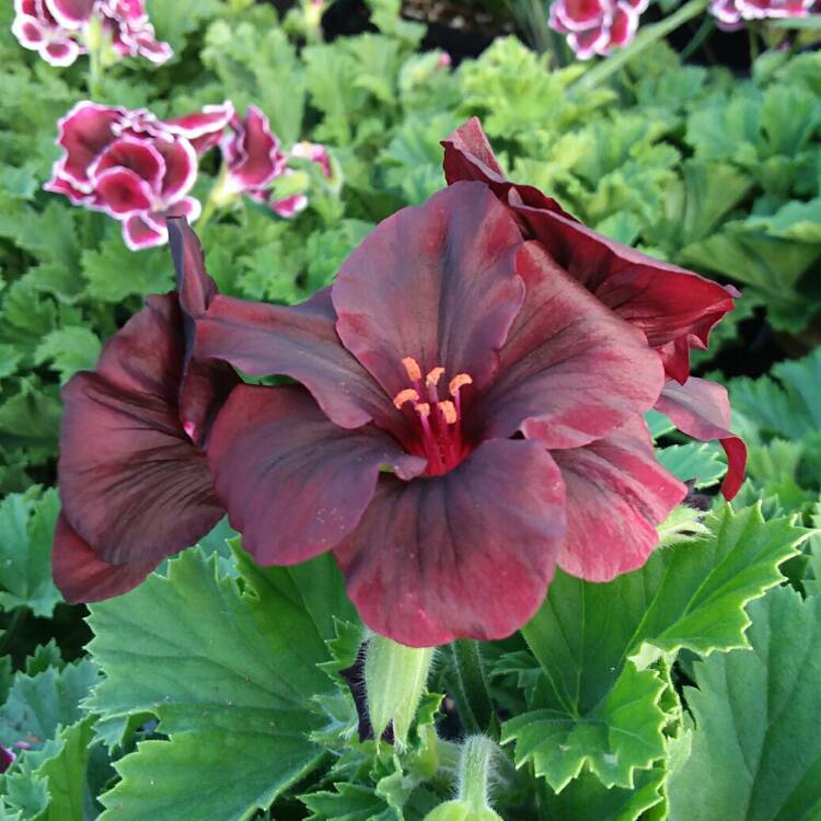 Plant image Pelargonium x domesticum