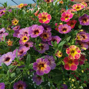 Calibrachoa Chameleon 'Blueberry Scone'