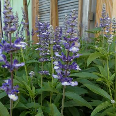 Salvia farinacea