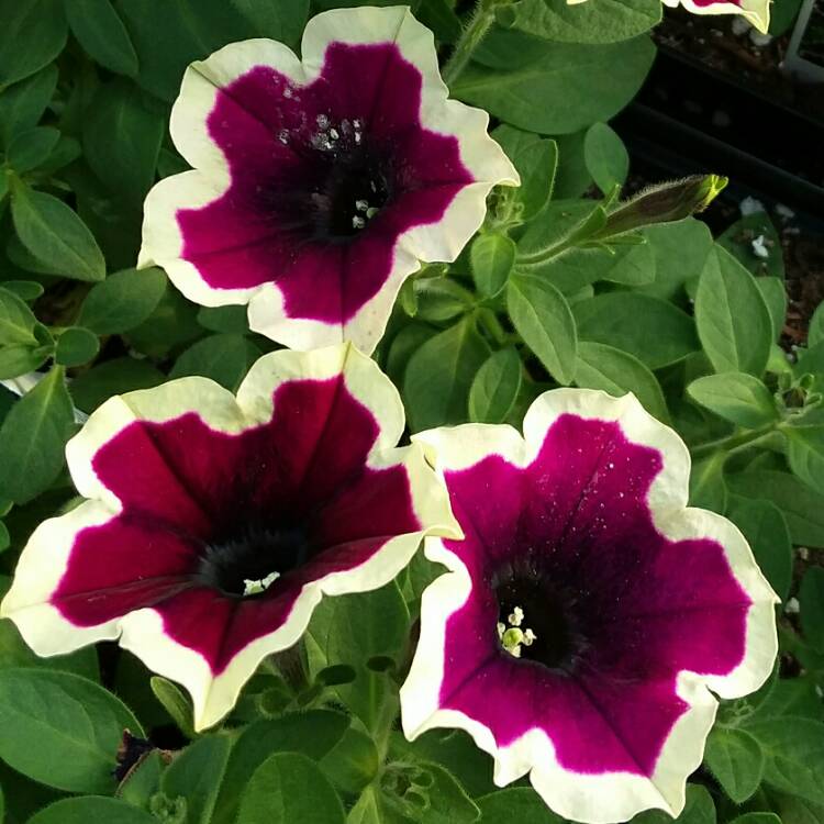 Plant image Petunia 'Cascadias Rim Magenta' (Cascadias Series) syn. Petunia 'Rim Magenta'