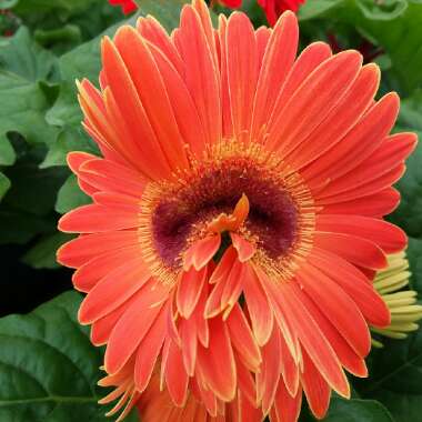 Gerbera