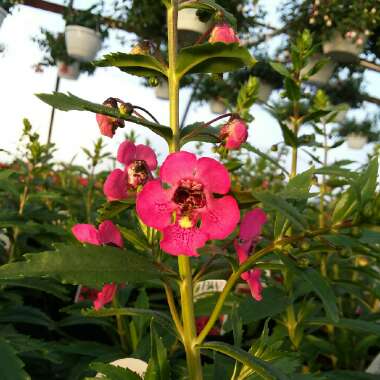 Angelonia Angustifolia