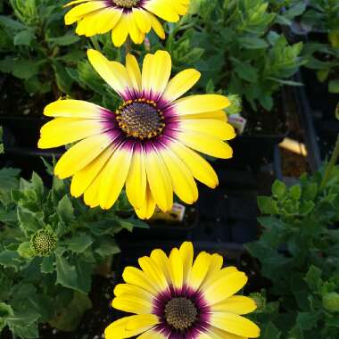 Osteospermum