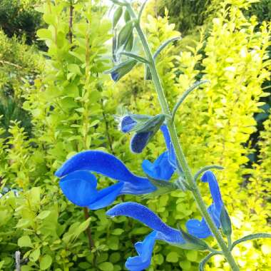 Salvia patens 'Blue Angel'