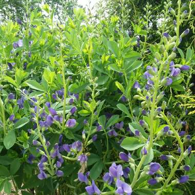 Baptisia australis