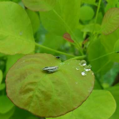 Cotinus coggygria 'Ancot' syn. Cotinus coggygria 'Golden Spirit'