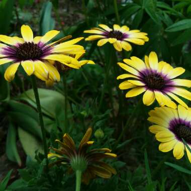 Osteospermum