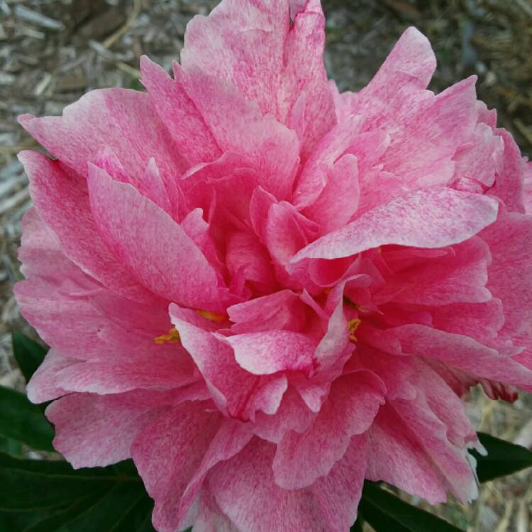 Plant image Paeonia