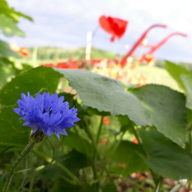 Centaurea cyanus 'Blue Boy'