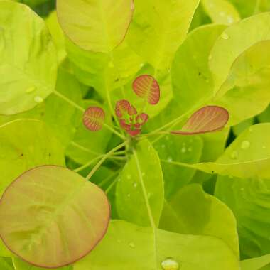 Cotinus coggygria 'Ancot' syn. Cotinus coggygria 'Golden Spirit'