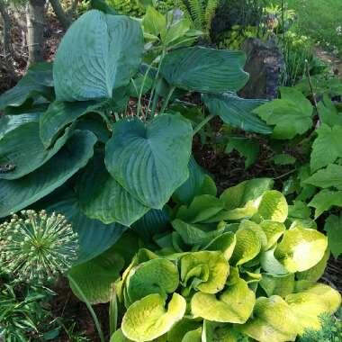 Hosta 'Empress Wu'