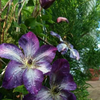 Clematis viticella 'venosa violacea'