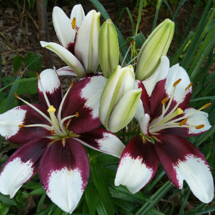 Plant image Lilium 'Tiny Padhye'