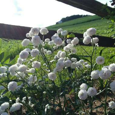 Achillea ptarmica