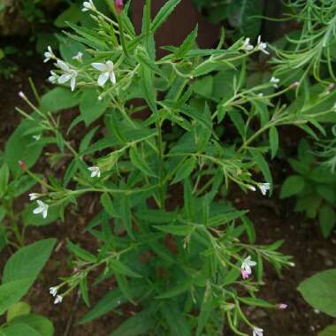 Epilobium angustifolium syn. Chamaenerion angustifolium