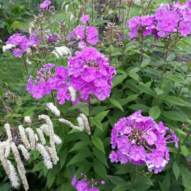 Phlox paniculata