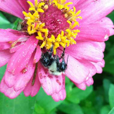 Zinnia elegans