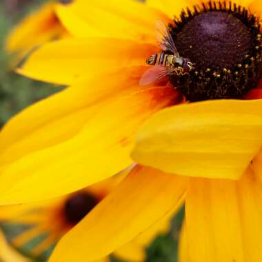 Rudbeckia