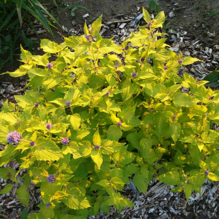 Plant image Agastache rugosa 'Golden Jubilee'