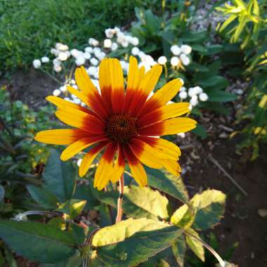 Heliopsis