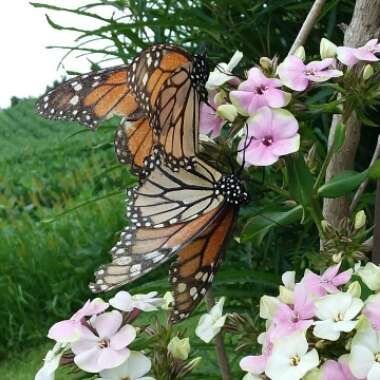 Phlox Paniculata 'Sherbet Cocktail