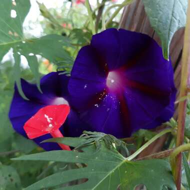 Ipomoea x multifida