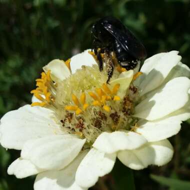 Zinnia elegans