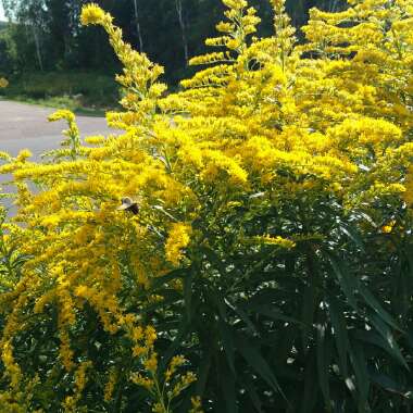 Solidago canadensis