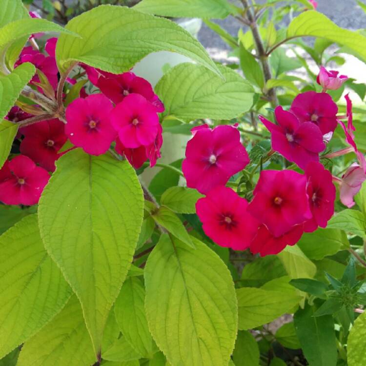 Plant image Phlox drummondii