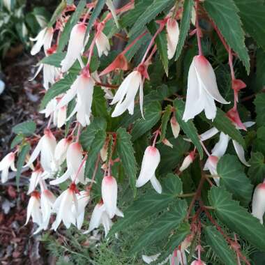 Begonia boliviensis