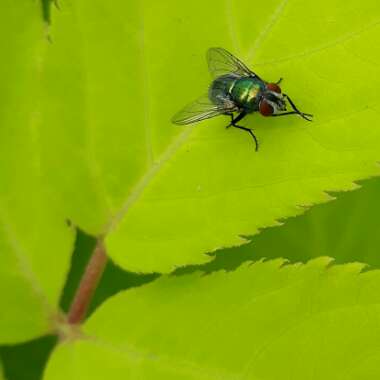 Aralia cordata 'Sun King'