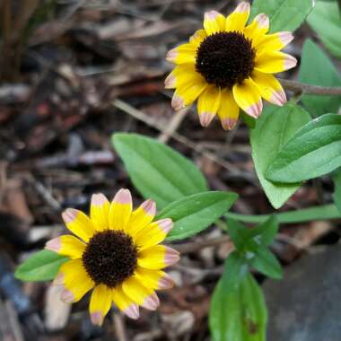 Sanvitalia procumbens