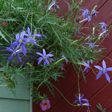 Lobelia pendunculata syn. Isotoma fluviatilis, Laurentia fluviatilis, Lobelia fluviatilis, Pratia puberula