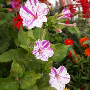 Mirabilis jalapa 'Kaleidoscope'