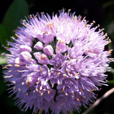 Allium senescens subsp. glaucum