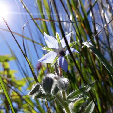 Borago officinalis