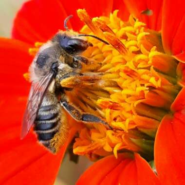 Tithonia rotundifolia 'Torch'