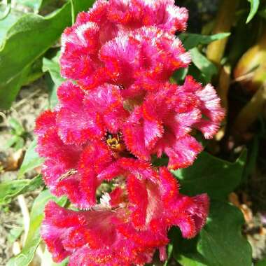 Celosia Cristata