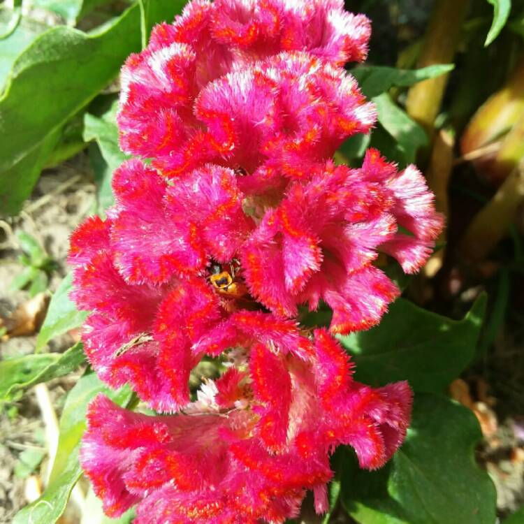 Plant image Celosia Cristata