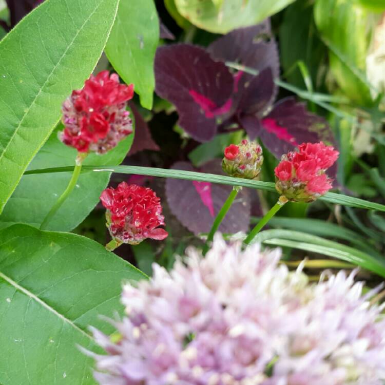 Plant image Armeria Pseudoarmeria 'Ballerina red'