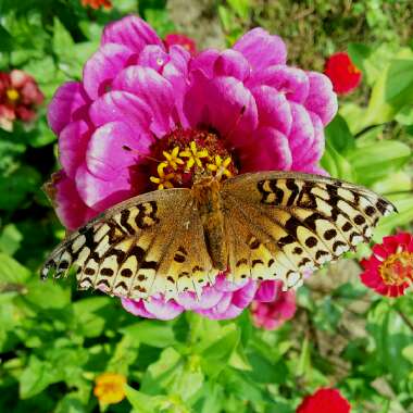 Zinnia elegans