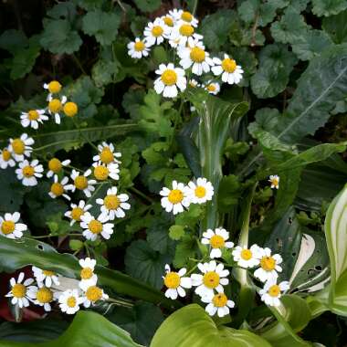 Tanacetum parthenium 'Aureum'