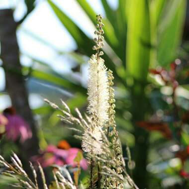 Actaea Japonica Var. Acerina