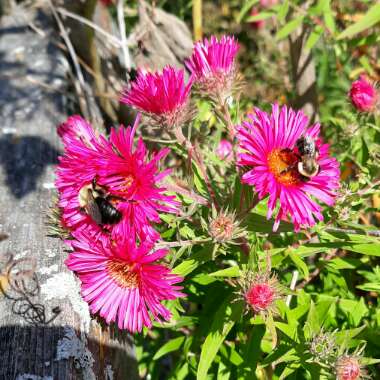 Aster novae-angliae 'Alma Potschke'