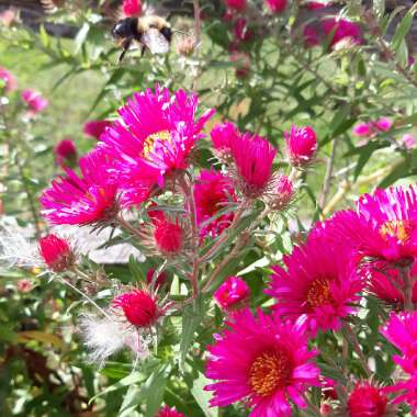 Aster novae-angliae 'Alma Potschke'