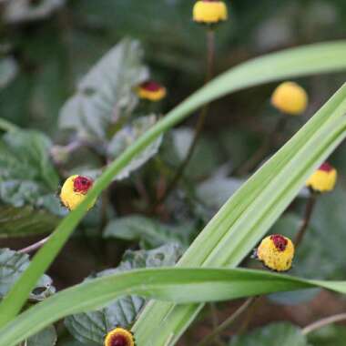 Acmella oleracea syn. Spilanthes oleracea  ; Spilanthes acmella