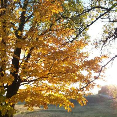 Acer saccharum syn. Acer palmifolium, Acer saccharophorum