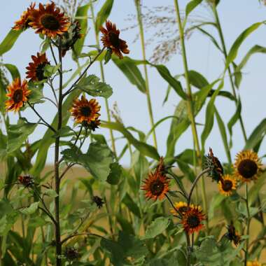 Helianthus annuus